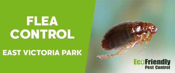 Fleas Control  East Victoria Park 
