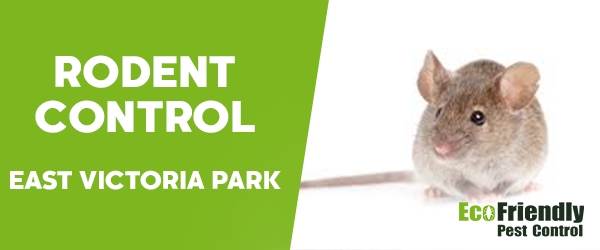 Rodent Treatment  East Victoria Park 