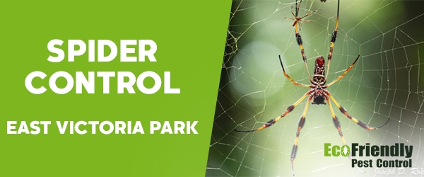 Spider Control  East Victoria Park 