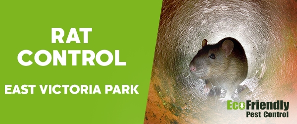 Rat Pest Control  East Victoria Park 