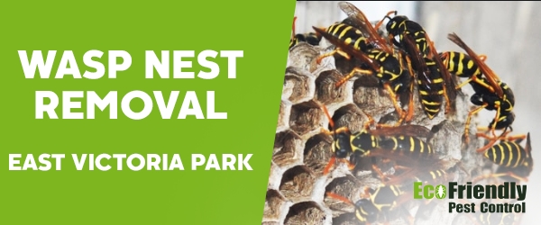 Wasp Nest Remvoal  East Victoria Park 