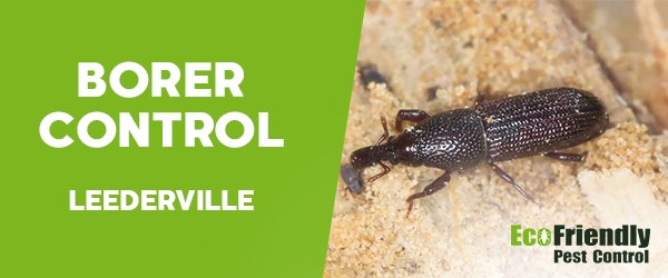 Borer Control  Leederville 