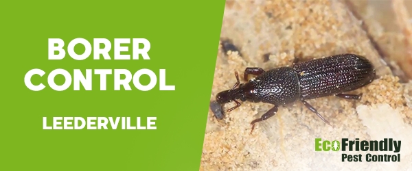 Borer Control  Leederville 