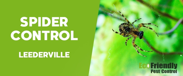 Spider Control  Leederville 