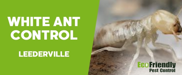 White Ant Control  Leederville 