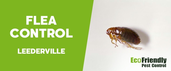 Fleas Control  Leederville 