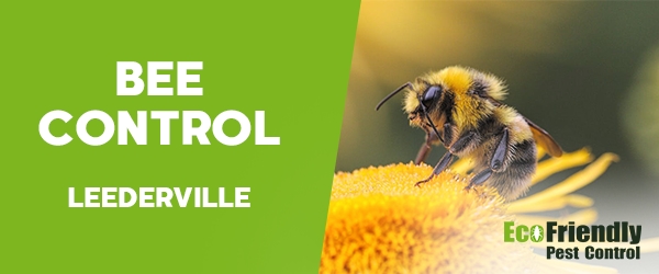 Bee Control  Leederville 