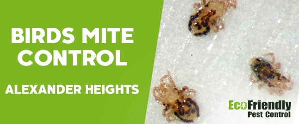 Bird Mite Control Alexander Heights 