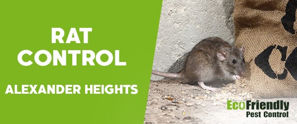 Rat Pest Control Alexander Heights 