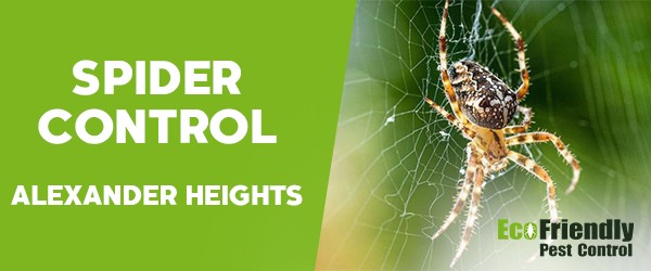 Spider Control Alexander Heights 