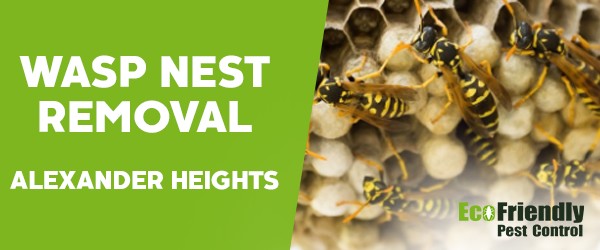 Wasp Nest Remvoal Alexander Heights 