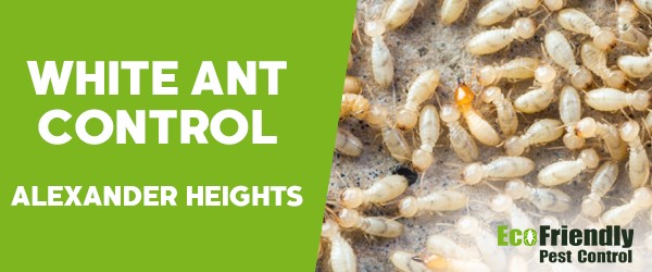 White Ant Control Alexander Heights 