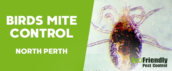 Bird Mite Control North Perth 