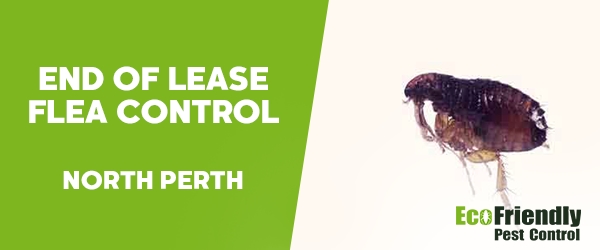 End of Lease Flea Control North Perth 