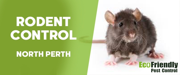 Rodent Treatment North Perth 