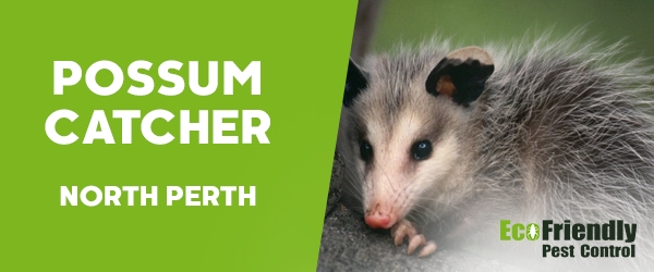 Possum Catcher North Perth 