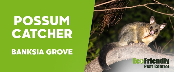 Possum Catcher  Banksia Grove 