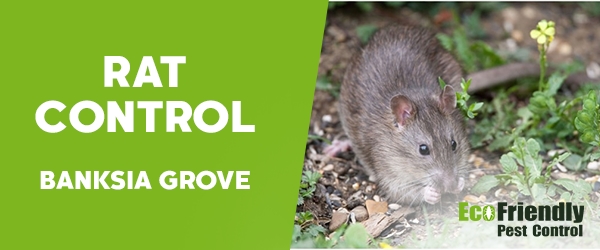 Rat Pest Control  Banksia Grove 