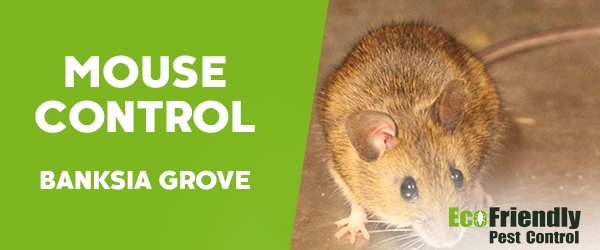 Mouse Control  Banksia Grove 