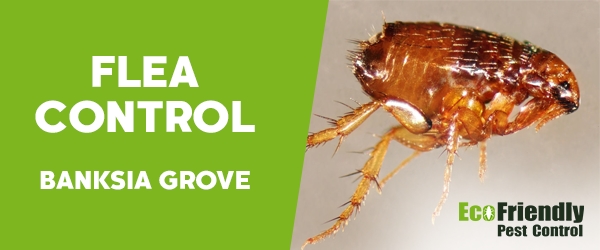 Fleas Control  Banksia Grove 