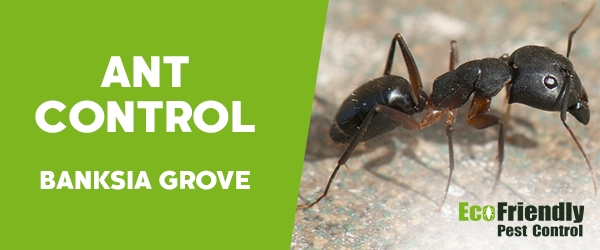 Ant Control  Banksia Grove 