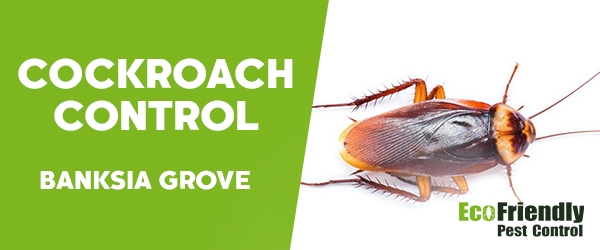 Cockroach Control  Banksia Grove