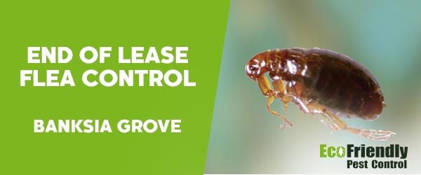 End of Lease Flea Control  Banksia Grove 