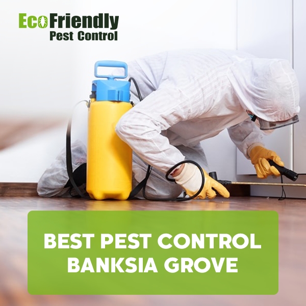 Best Pest Control  Banksia Grove 