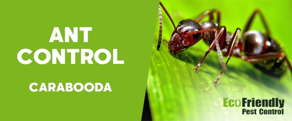 Ant Control Carabooda 