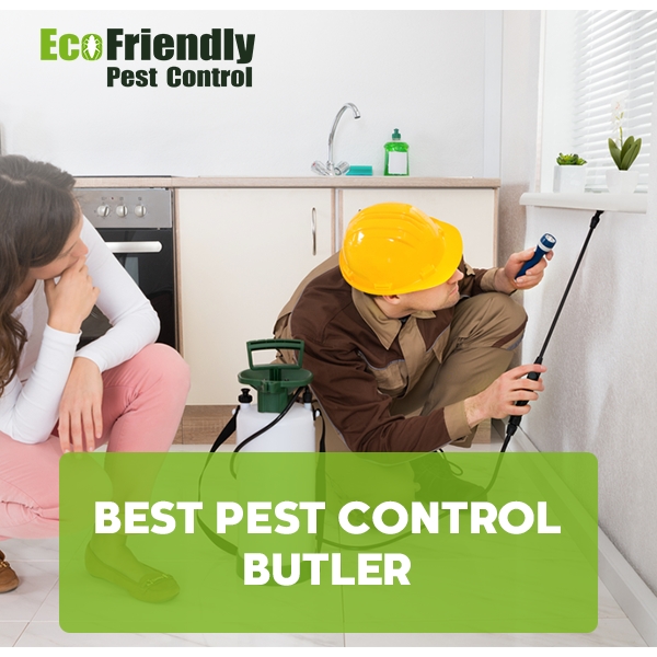 Best Pest Control Henley Brook 