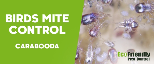 Bird Mite Control Carabooda 