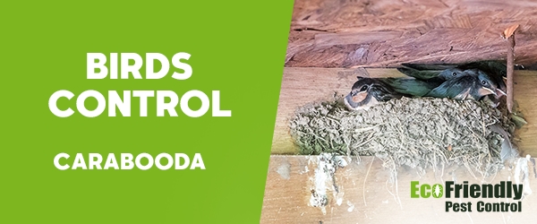 Birds Control Carabooda 