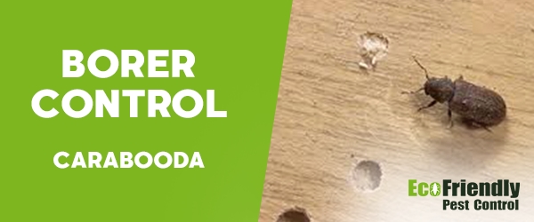 Borer Control Carabooda 