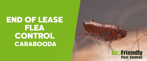 End of Lease Flea Control Carabooda 