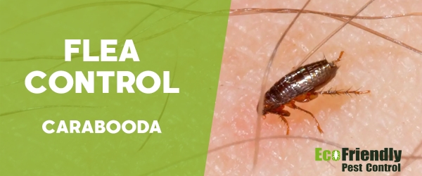 Fleas Control Carabooda 