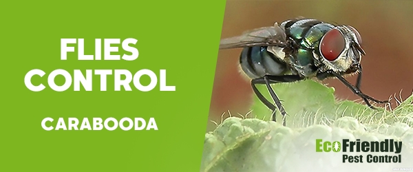 Flies Control Carabooda 