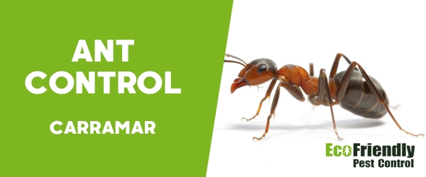 Ant Control  Carramar