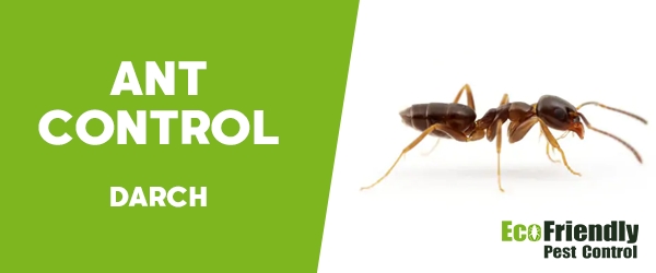 Ant Control Darch 