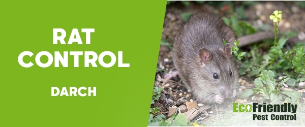 Rat Pest Control Darch 