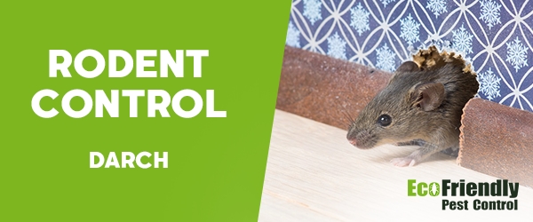 Rodent Treatment Darch 