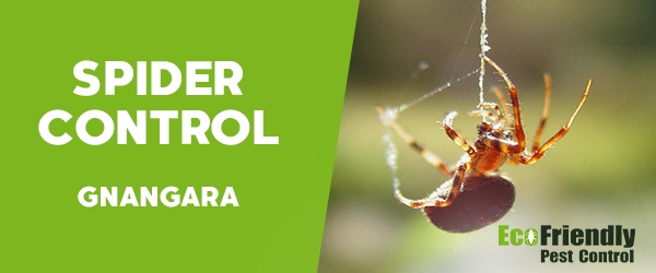 Spider Control  Gnangara