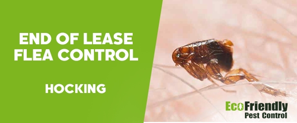 End of Lease Flea Control Hocking 