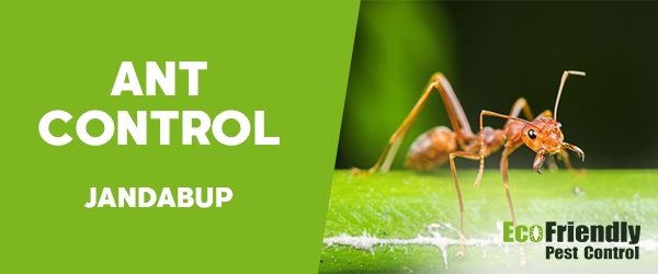 Ant Control Jandabup