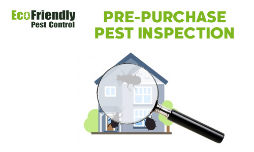 Pre-purchase Termite Inspection  Jindalee