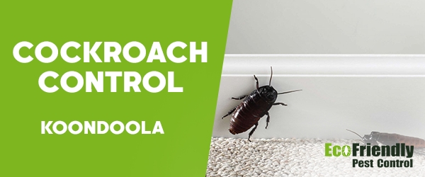 Cockroach Control Koondoola  