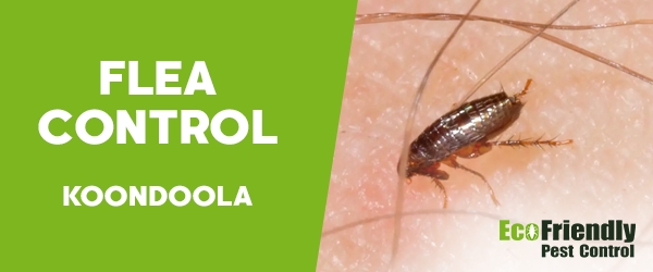 Fleas Control Koondoola 