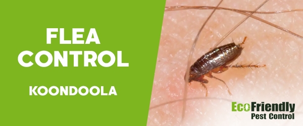 Fleas Control Koondoola 