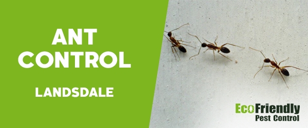 Ant Control Landsdale