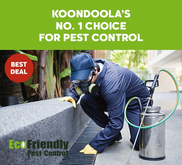 Pest Control Koondoola 