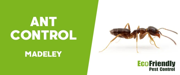 Ant Control Madeley 